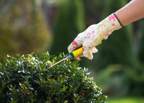 Tree crown thinning service in a Chigwell garden