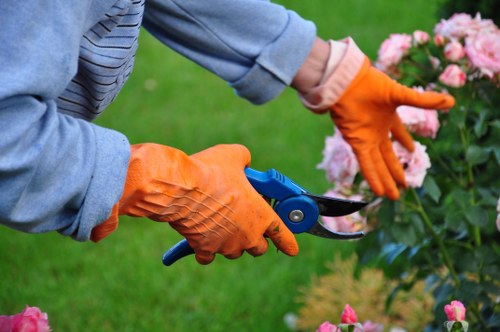 Tree pruning and canopy maintenance performed by Chigwell tree surgeons