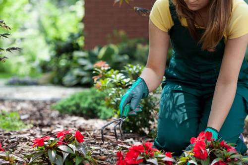 Urgent tree surgery support for homes and businesses in Chigwell