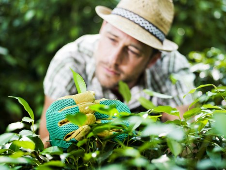 Commercial hedge cutting and site boundary care in Chigwell